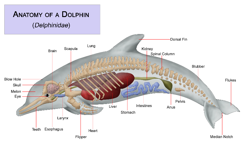 Mengenal Jenis Lumba-Lumba (Dolphin) Dari Seluruh Dunia