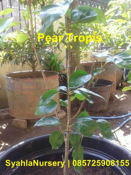 Terjual Pohon Buah Eksotis KASKUS Terjual Pohon Buah Eksotis KASKUS