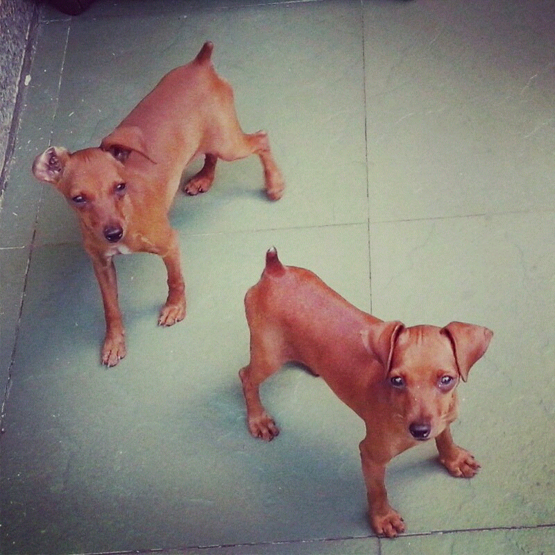 anjing mini pinscher