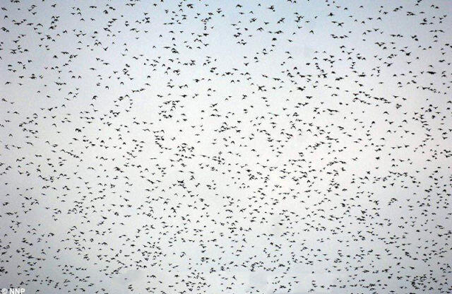 Starlings Dancing, keindahan tarian burung di udara Scotland