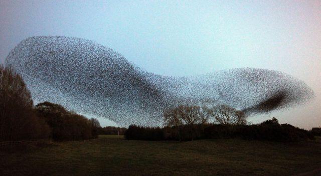 Starlings Dancing, keindahan tarian burung di udara Scotland