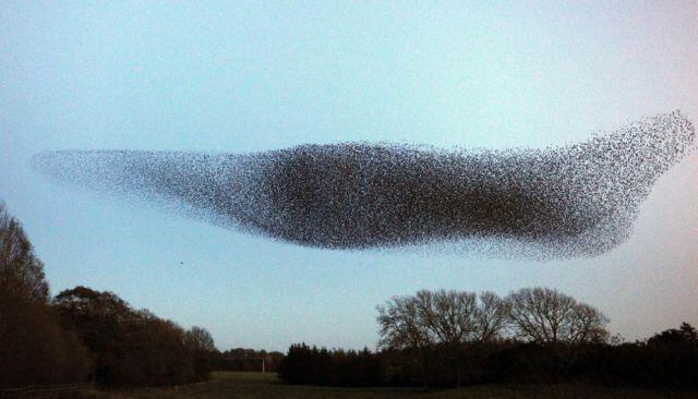 Starlings Dancing, keindahan tarian burung di udara Scotland