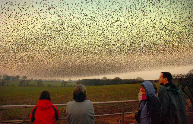 Starlings Dancing, keindahan tarian burung di udara Scotland