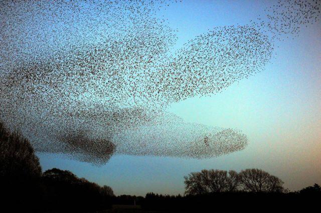 Starlings Dancing, keindahan tarian burung di udara Scotland