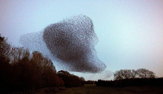 Starlings Dancing, keindahan tarian burung di udara Scotland