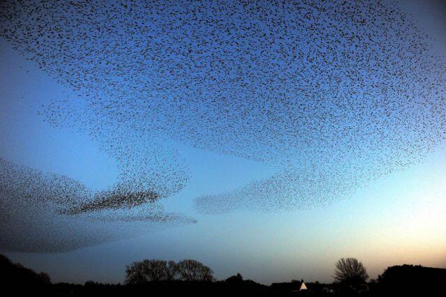 Starlings Dancing, keindahan tarian burung di udara Scotland