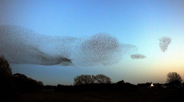 Starlings Dancing, keindahan tarian burung di udara Scotland