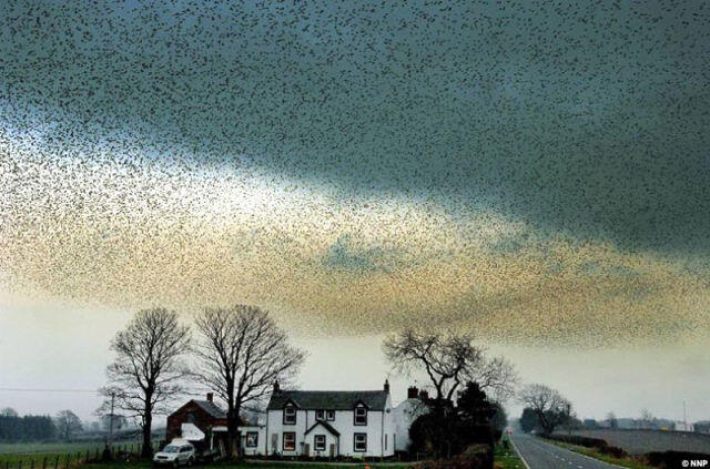Starlings Dancing, keindahan tarian burung di udara Scotland