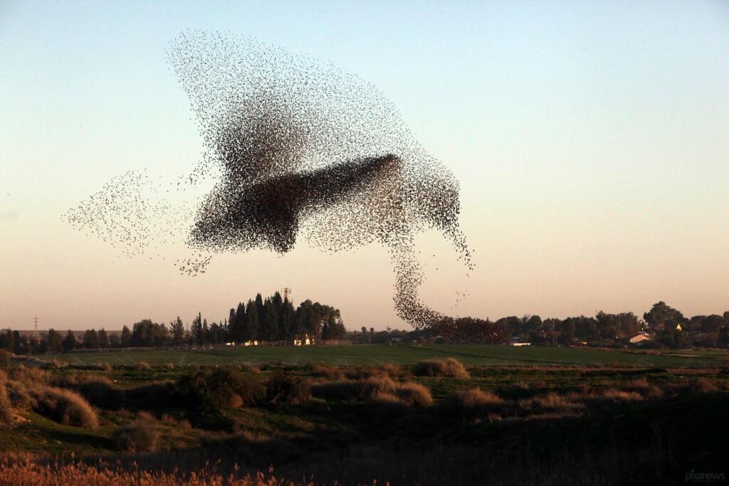 Starlings Dancing, keindahan tarian burung di udara Scotland