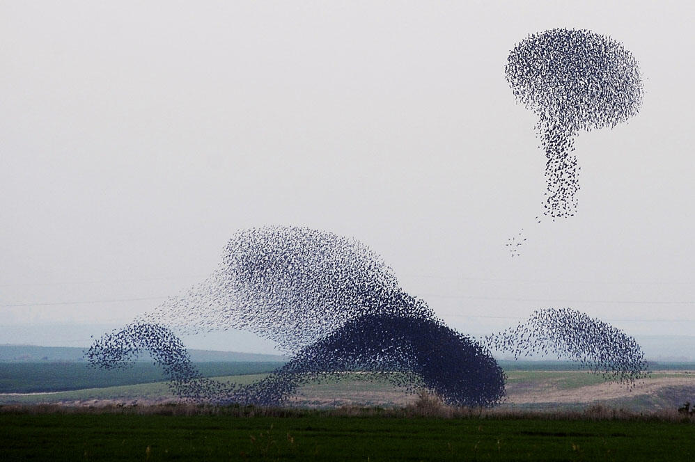 Starlings Dancing, keindahan tarian burung di udara Scotland