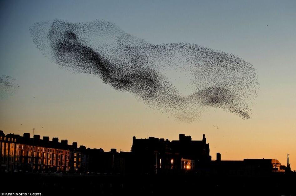 Starlings Dancing, keindahan tarian burung di udara Scotland