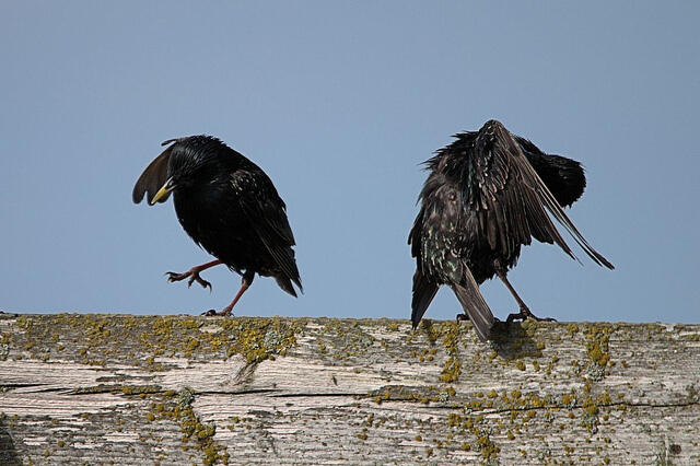 Starlings Dancing, keindahan tarian burung di udara Scotland