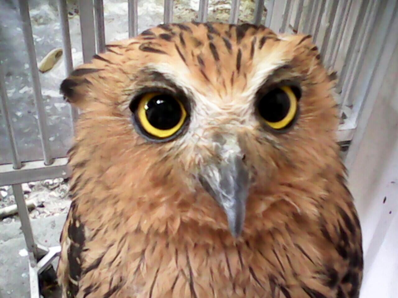 Terjual jual burung hantu  buffy fish owl KASKUS