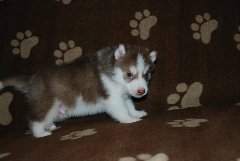 Dijual cepat Siberian husky long hair blue eyes