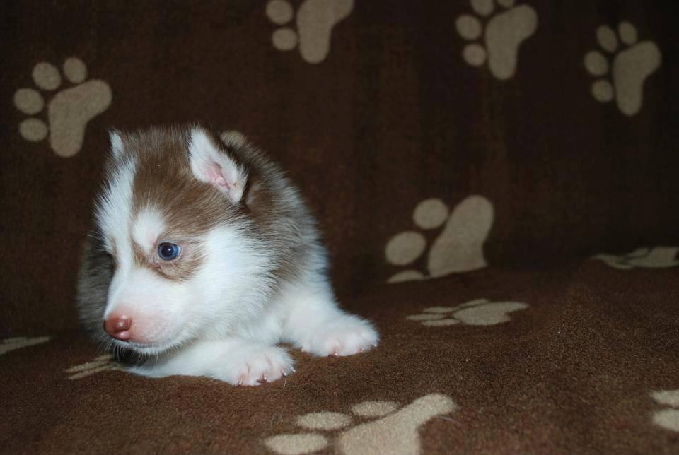 Dijual cepat Siberian husky long hair blue eyes