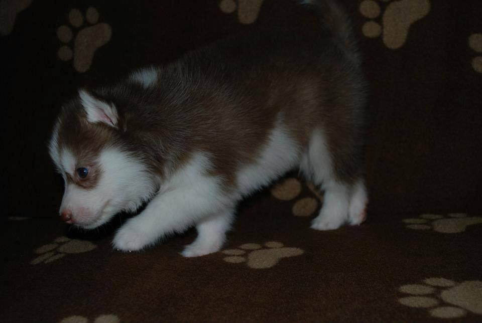 Dijual cepat Siberian husky long hair blue eyes