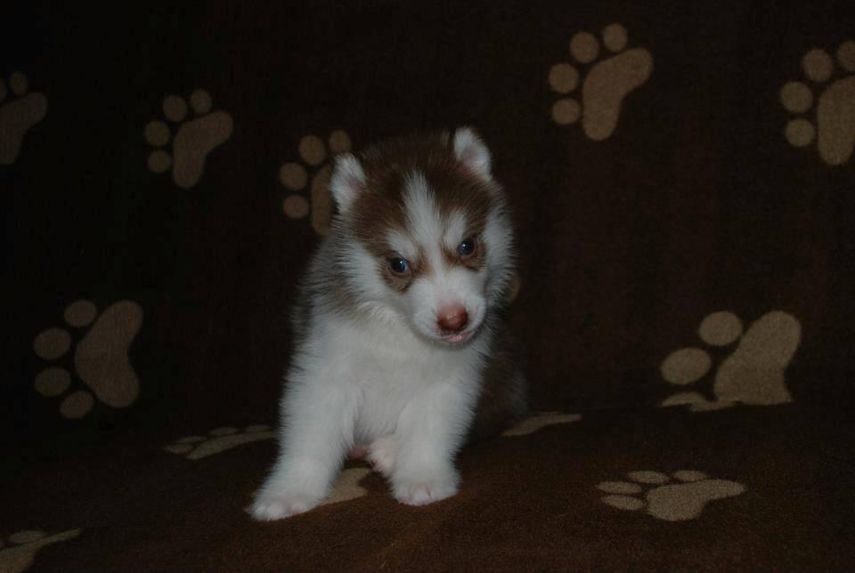 Dijual cepat Siberian husky long hair blue eyes
