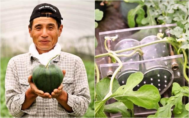 Petani Jepang Tumbuhkan Buah Semangka Berbentuk Love