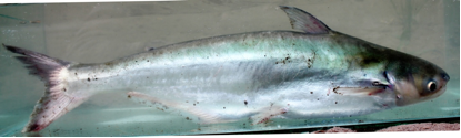 &#91;HOT&#93; Ikan-ikan Asli Indonesia ini udah mulai terancam gan 