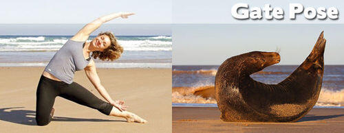 FOTO BINATANG BERPOSE ALA YOGA