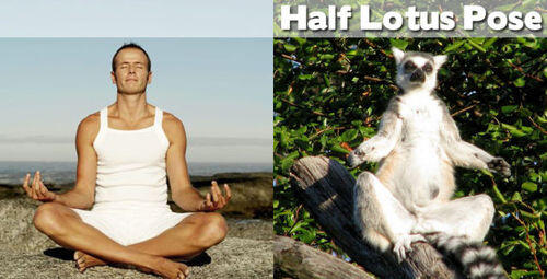 FOTO BINATANG BERPOSE ALA YOGA