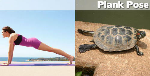 FOTO BINATANG BERPOSE ALA YOGA