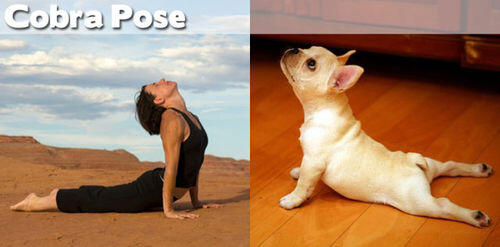 FOTO BINATANG BERPOSE ALA YOGA