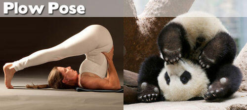 FOTO BINATANG BERPOSE ALA YOGA