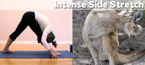 FOTO BINATANG BERPOSE ALA YOGA