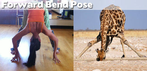 FOTO BINATANG BERPOSE ALA YOGA