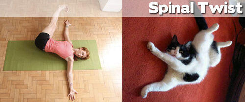FOTO BINATANG BERPOSE ALA YOGA