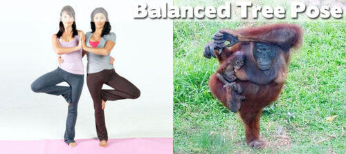 FOTO BINATANG BERPOSE ALA YOGA