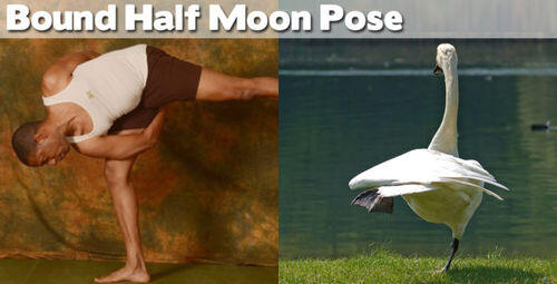 FOTO BINATANG BERPOSE ALA YOGA