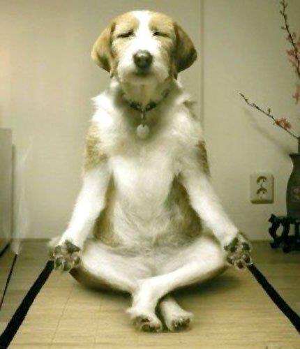 FOTO BINATANG BERPOSE ALA YOGA