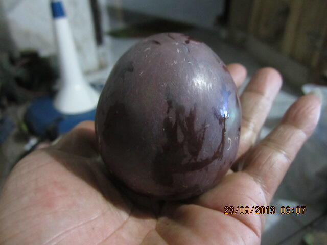 fosil telur dan bambu antik