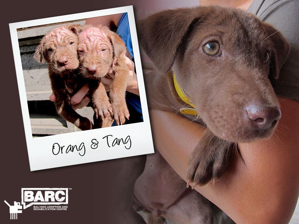 Buat Pecinta Anjing gan, perkenalkan BARC