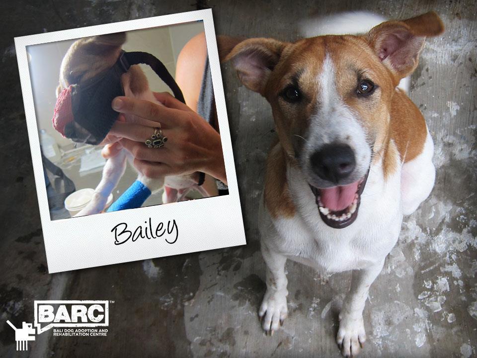 Buat Pecinta Anjing gan, perkenalkan BARC