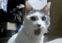 50 Animasi gif tentang macam-macam Ekspresi
