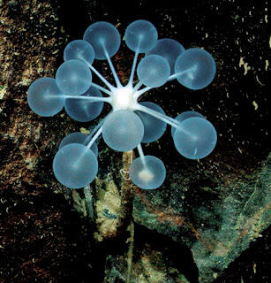  Eltanin Antenna, Makhluk Misterius di Dalam Laut Cape Horn