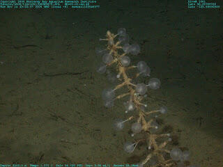  Eltanin Antenna, Makhluk Misterius di Dalam Laut Cape Horn