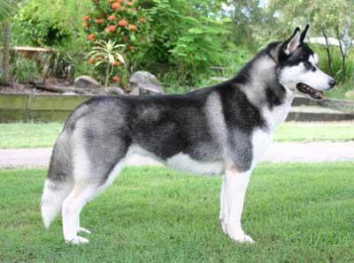 Fakta tentang Anjing Siberian Husky &#91;PICS++&#93;