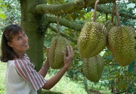 sedikit share tentang buah durian terhadap ibu Hamil nih gan...