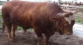 &#91;WOW&#93; Sapi Laku Terjual Rp 200 Juta