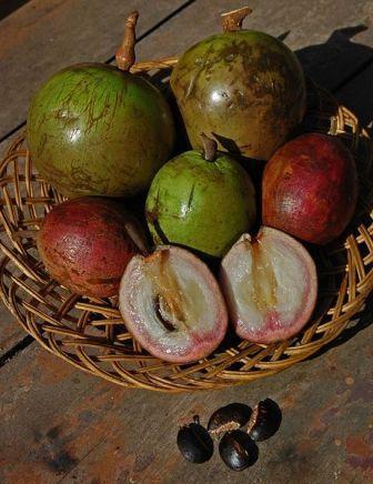 MANFAAT BUAH APRIKUS ( SAWO DUREN )