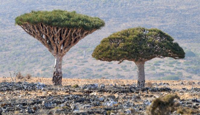 FOTO: Socotra, Pulau 'Alien' Tempat Tumbuh Pohon Raksasa