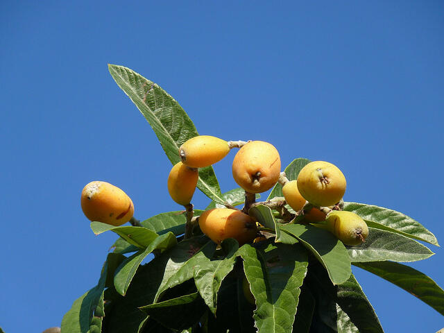 Pamerkan Buah Loquat / Biwa di Kaki Arjuna (jawa timur)