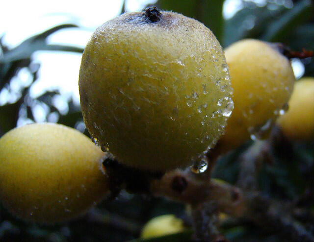 Pamerkan Buah Loquat / Biwa di Kaki Arjuna (jawa timur)