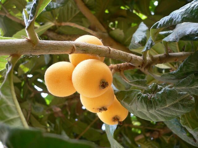 Pamerkan Buah Loquat / Biwa di Kaki Arjuna (jawa timur)