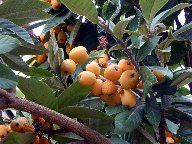 Pamerkan Buah Loquat / Biwa di Kaki Arjuna (jawa timur)