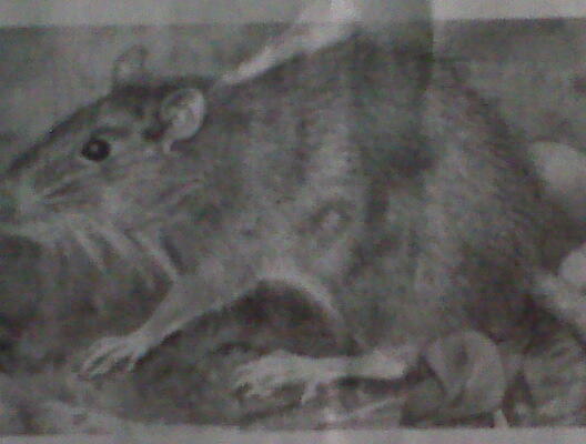 species baru .... tikus berduri di indonesia